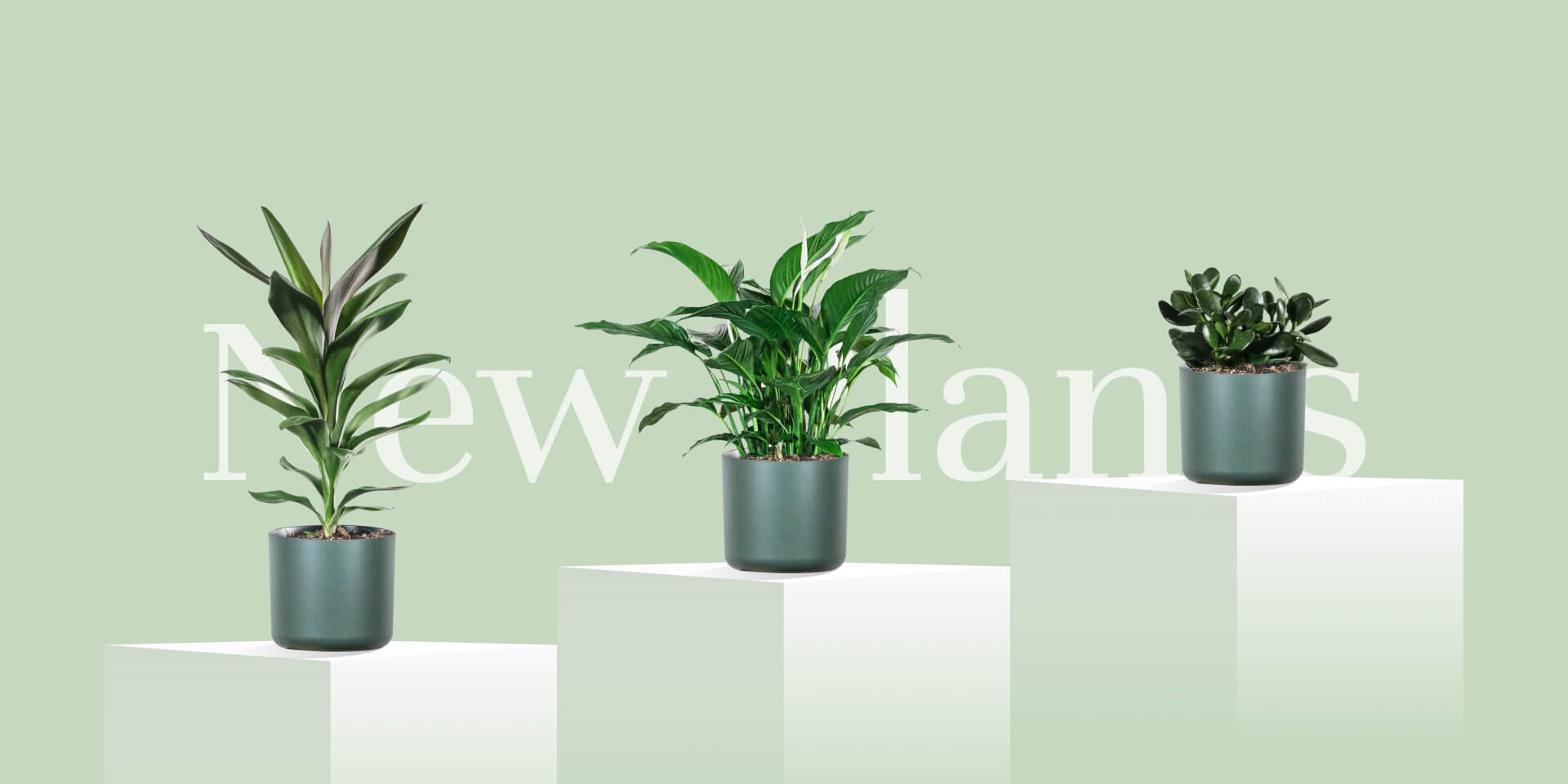 plants-store-new-plants-section-img-bg plants store new plants section img bg